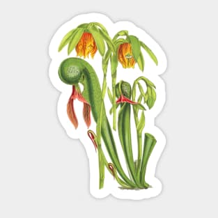 California Pitcherplant - Darlingtonia Californica - Walcott - Botanical Illustration Sticker